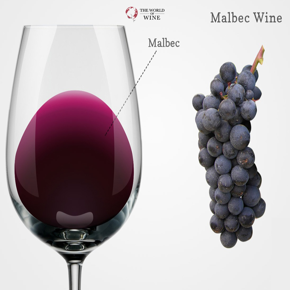 Malbec - dòng rượu nho được biết đến như một kẻ lãng tử đầy phóng khoáng, quyến rũ và khó trộn lẫn
